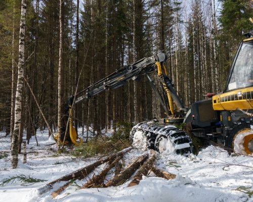 Woodworking in winter forest. Image of logger works